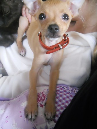 Kleine lieve Hummer! (puppy)